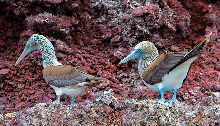 Mecq-ecuador-galapagos-multisport-5